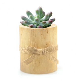 Mini petit pot bois décoration de table bougeoir petite plante grasse cactus succulente