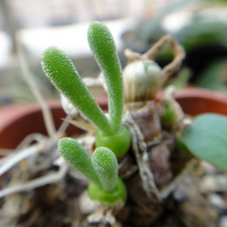 Minicactus mini plante cactus