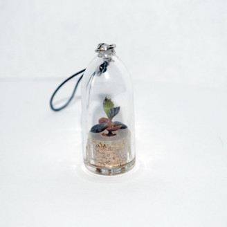 Minicactus mini plante cactus