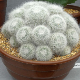Mammillaria Hahniana, mammillaire, graines, seeds, épines fines rouges, poils blancs, cactus Cactaceae