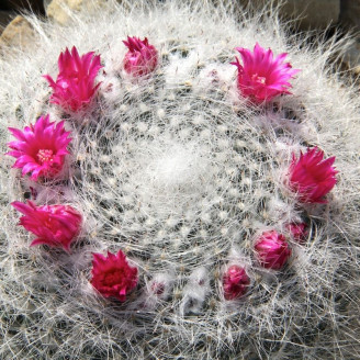 Minicactus mini plante cactus