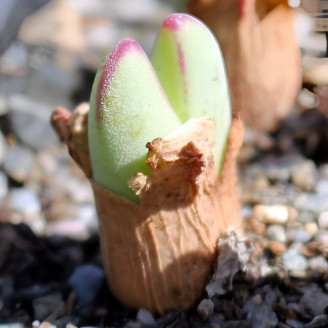 Minicactus mini plante cactus