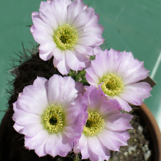 Minicactus mini plante cactus