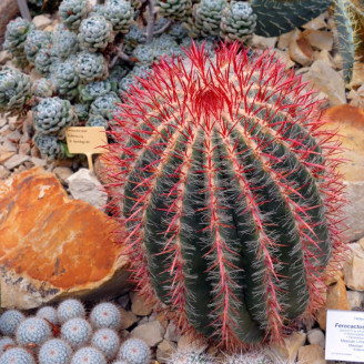 Ferocactus pilosus, Echinocactus stainesii, Ferocactus stainesii, Ferocactus piliferus, Mexican lime cactus, graine, seeds
