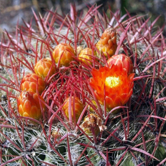 Minicactus mini plante cactus