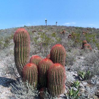 Ferocactus pilosus, Echinocactus stainesii, Ferocactus stainesii, Ferocactus piliferus, Mexican lime cactus, graine, seeds