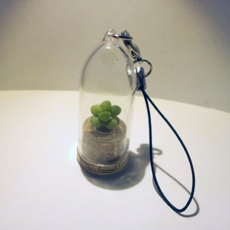 Minicactus mini plante cactus