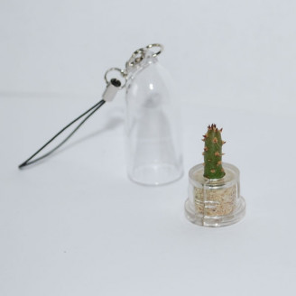 Mini plante cactus minicactus succulente petite plante grasse miniature austrocylindropuntia opuntia