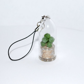 Minicactus mini plante cactus