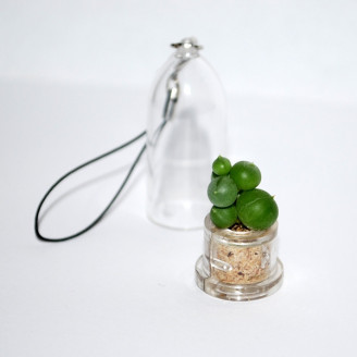 Mini plante cactus minicactus succulente petite plante grasse miniature senecio collier seneçon de rowley