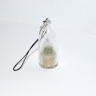Minicactus mini plante cactus