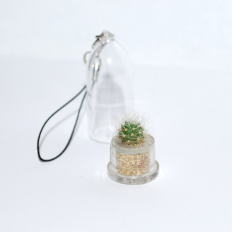 Mini plante cactus minicactus succulente petite plante grasse miniature rebutia