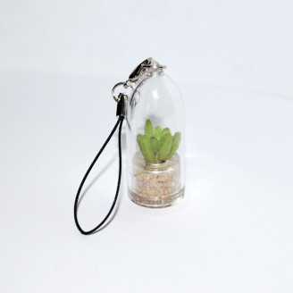 Minicactus mini plante cactus