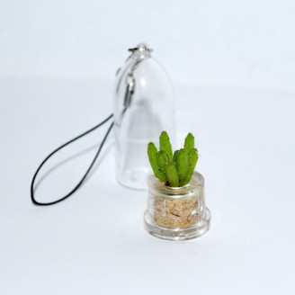 Mini plante cactus minicactus succulente petite plante grasse miniature rhipsalis burchelli
