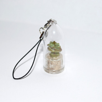 Minicactus mini plante cactus