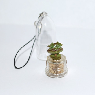 Mini plante cactus minicactus succulente petite plante grasse miniature crassula