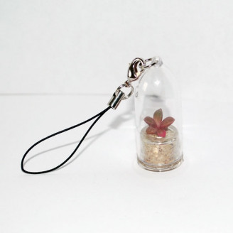 Minicactus mini plante cactus