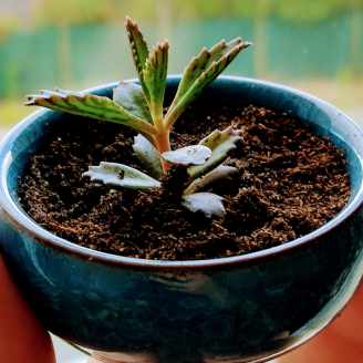 Mini-pot pour succulente