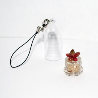 Mini plante cactus minicactus succulente petite plante grasse miniature anacampseros