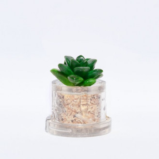 Mini plante cactus minicactus succulente petite plante grasse miniature Sedum
