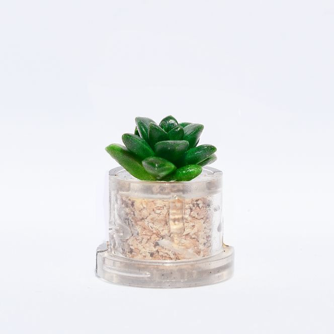 mini plante Pina en vidéo