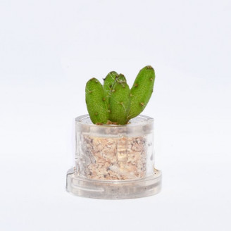 Mini plante cactus minicactus succulente petite plante grasse miniature rhipsalis burchelli