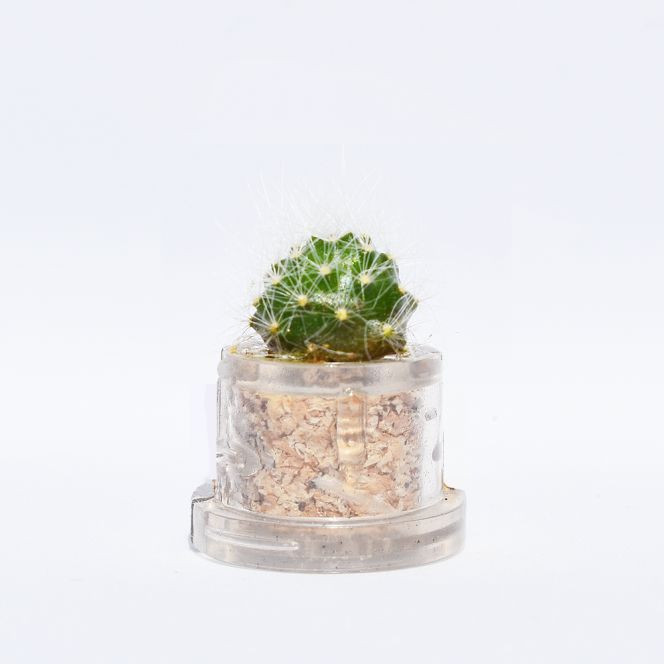 mini plante Elario en vidéo