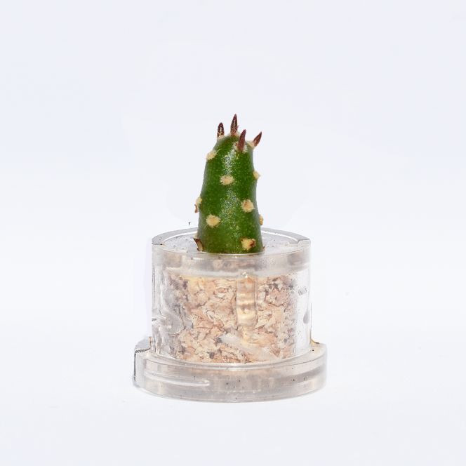 mini plante Pik en vidéo