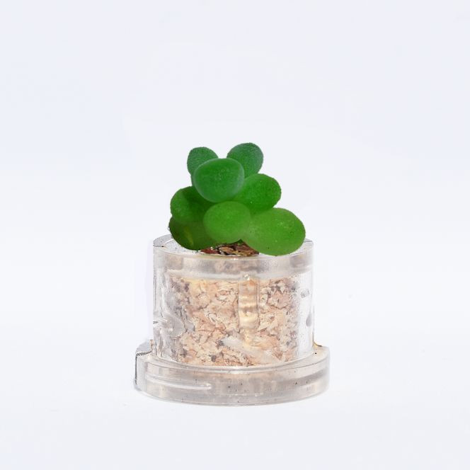 mini plante Lali en vidéo