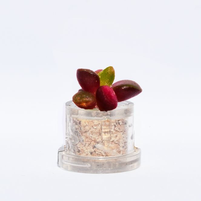mini plante Wiri en vidéo
