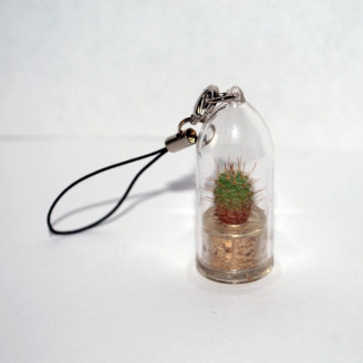 Minicactus mini plante cactus