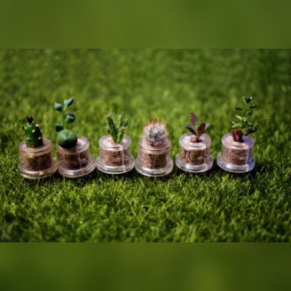 Lot de mini plantes grasses succulentes petit cactus minicactus pour mariage