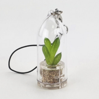 Mini plante cactus minicactus succulente petite plante grasse miniature haworthia