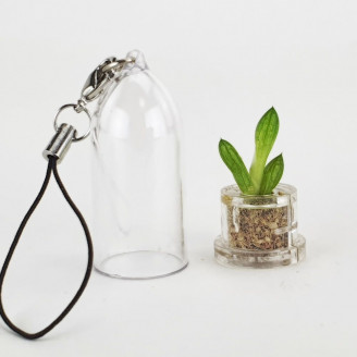 Minicactus mini plante cactus