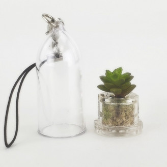 Minicactus mini plante cactus