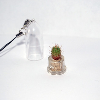 Mini plante cactus minicactus succulente petite plante grasse miniature mammillaria