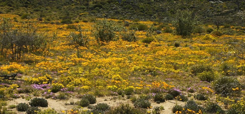 Floraison dans le désert Namaqualand d'Afrique du Sud