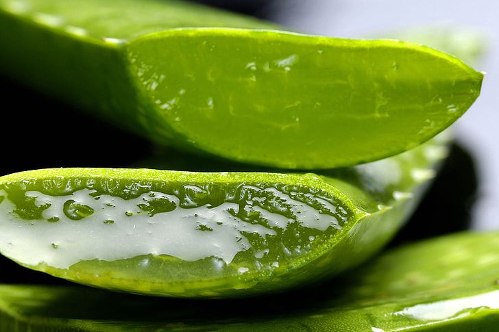 Aloe vera : tout l'intérieur clair de la feuille est du parenchyme aquifère