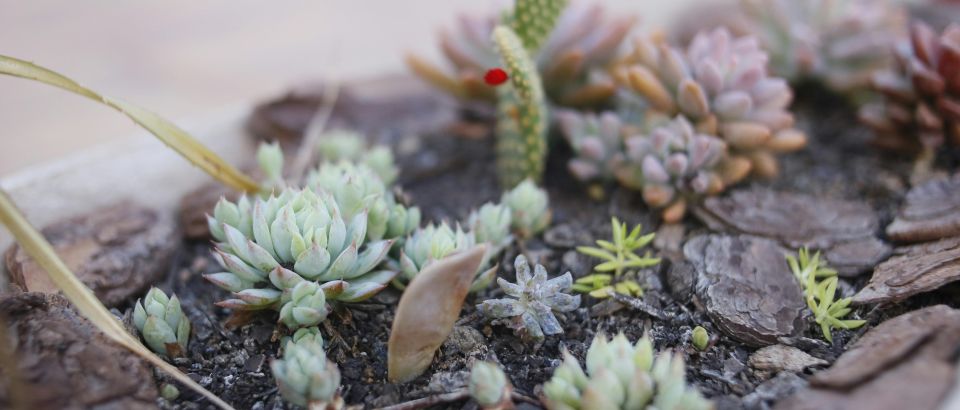 Habitat naturel des plantes succulentes