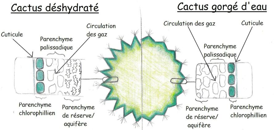 Structure interne du cactus