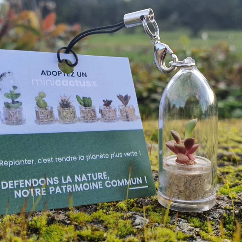 Mini plante cactus Wiri en vidéo