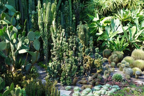 Généralités sur les succulentes