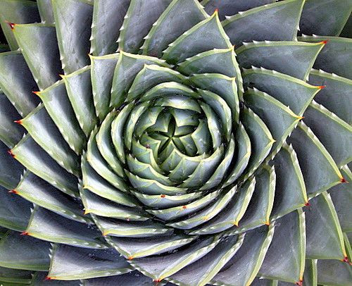 Science des succulentes