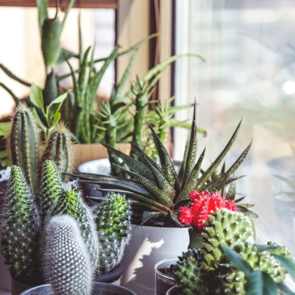 Bienvenue sur ce blog dédié aux cactées