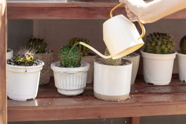 Plantes grasses et succulentes : un guide d'arrosage adapté à leur morphologie