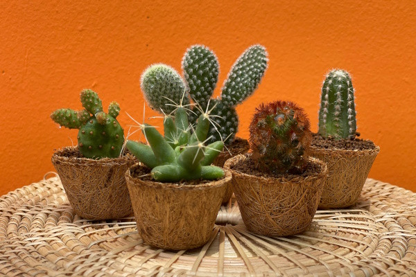 Guide complet : Comment arroser vos succulentes pour une croissance optimale
