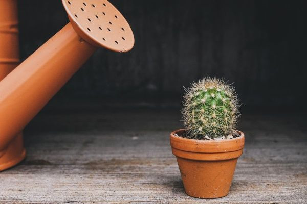 L'arrosage des cactus : tout ce qu'il faut savoir