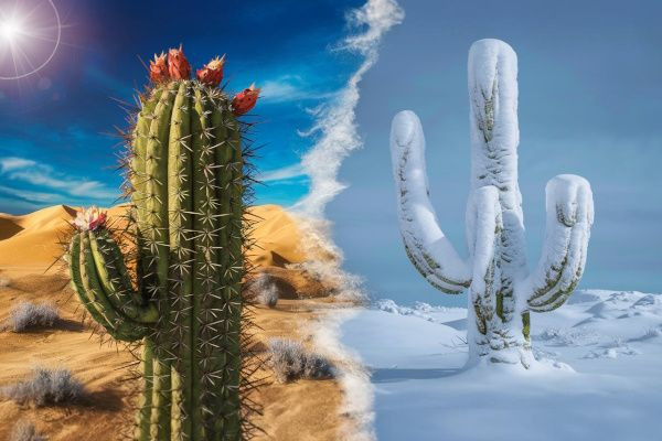 Température idéale pour les plantes succulentes : Guide complet pour tous les habitats