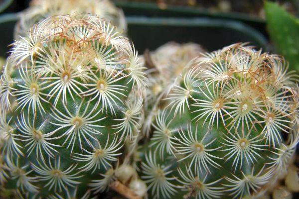 Succulentes : Pourquoi ont-elles des épines ?