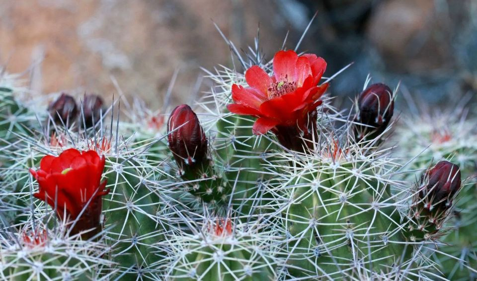Succulentes : Pourquoi ont-elles des épines ?